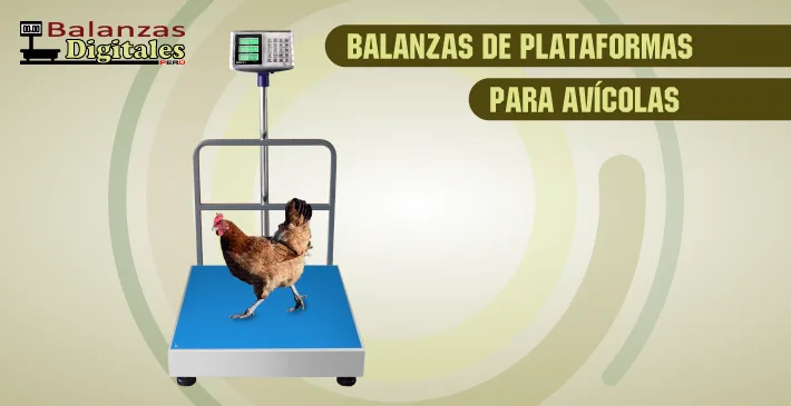 Balanzas de plataformas para avícolas